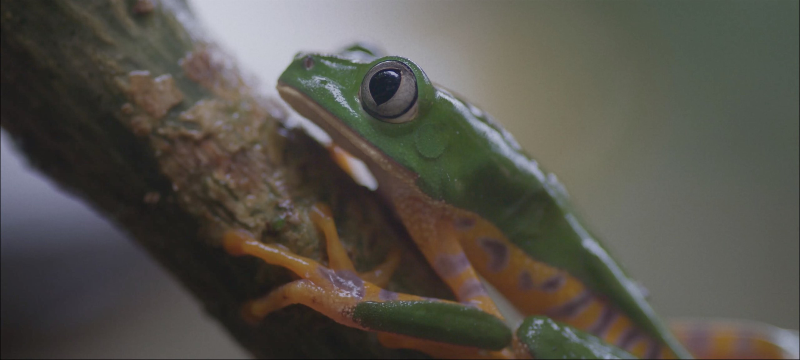 This image shows a green and yellow frog against a purple background in the jungle .jpg